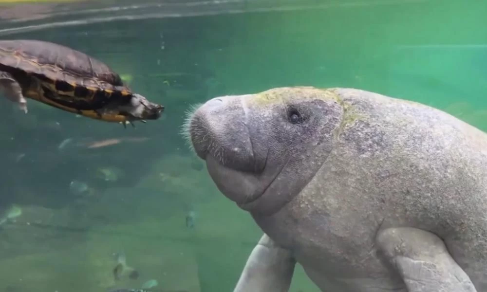 Μανάτος και χελώνα γίνονται αχώριστα φιλαράκια - Βίντεο